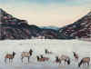 ELK.jpg (20896 bytes)